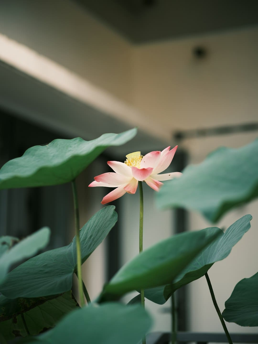 新同学,与“智能原生”同行